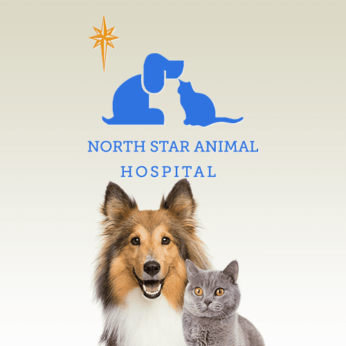 north star animal hospital san antonio