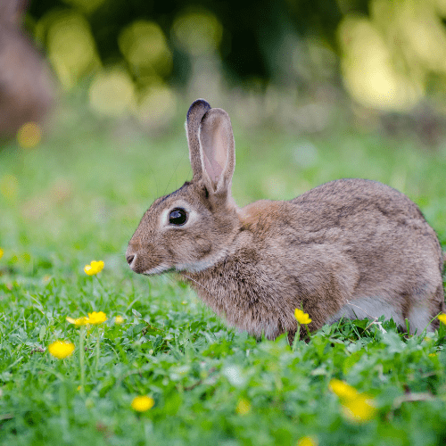 Gray bunny in a grassy lawn with small yellow flowers