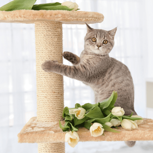 Gray cat on a cat tower