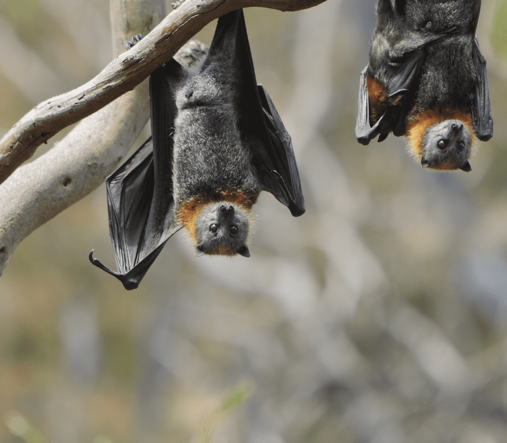 Two gray bats with orange neck hair hanging on a dead branch