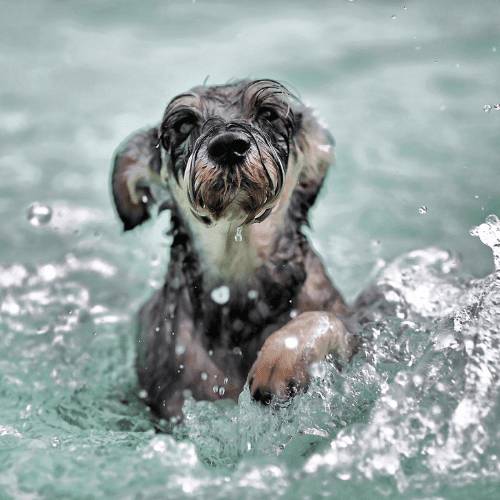 Gray small Terrier swimming on waters