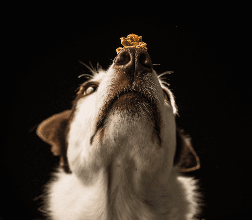 Dog treat on snout