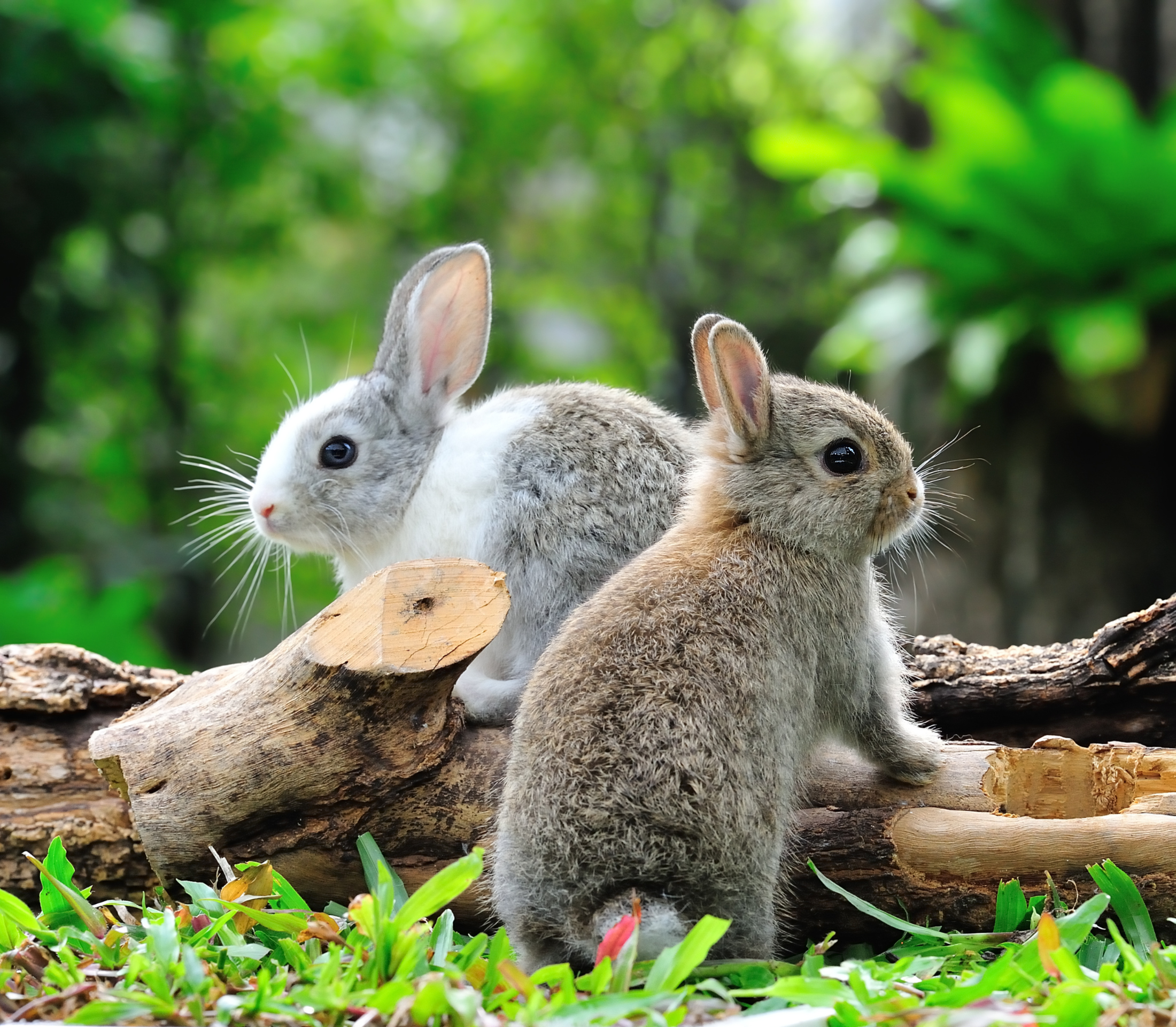 Two gray bunnies in a log