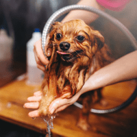 Brown hairy wet dog washing its paws