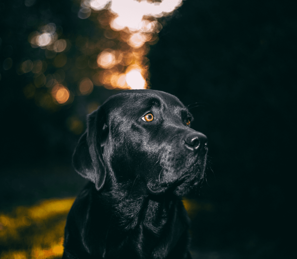 Black labrador dog looking to the right side