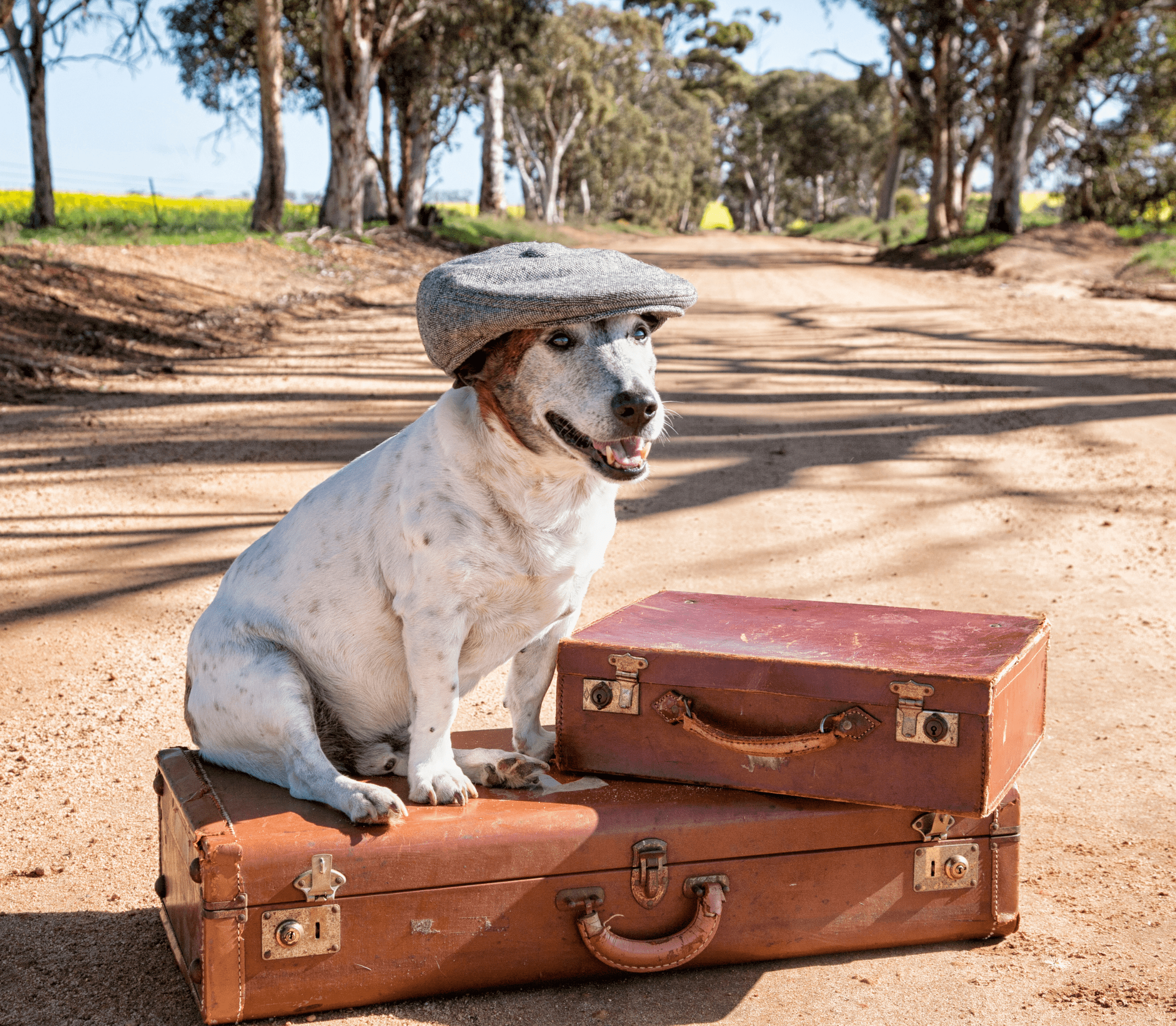 Dog standing on three old luggages