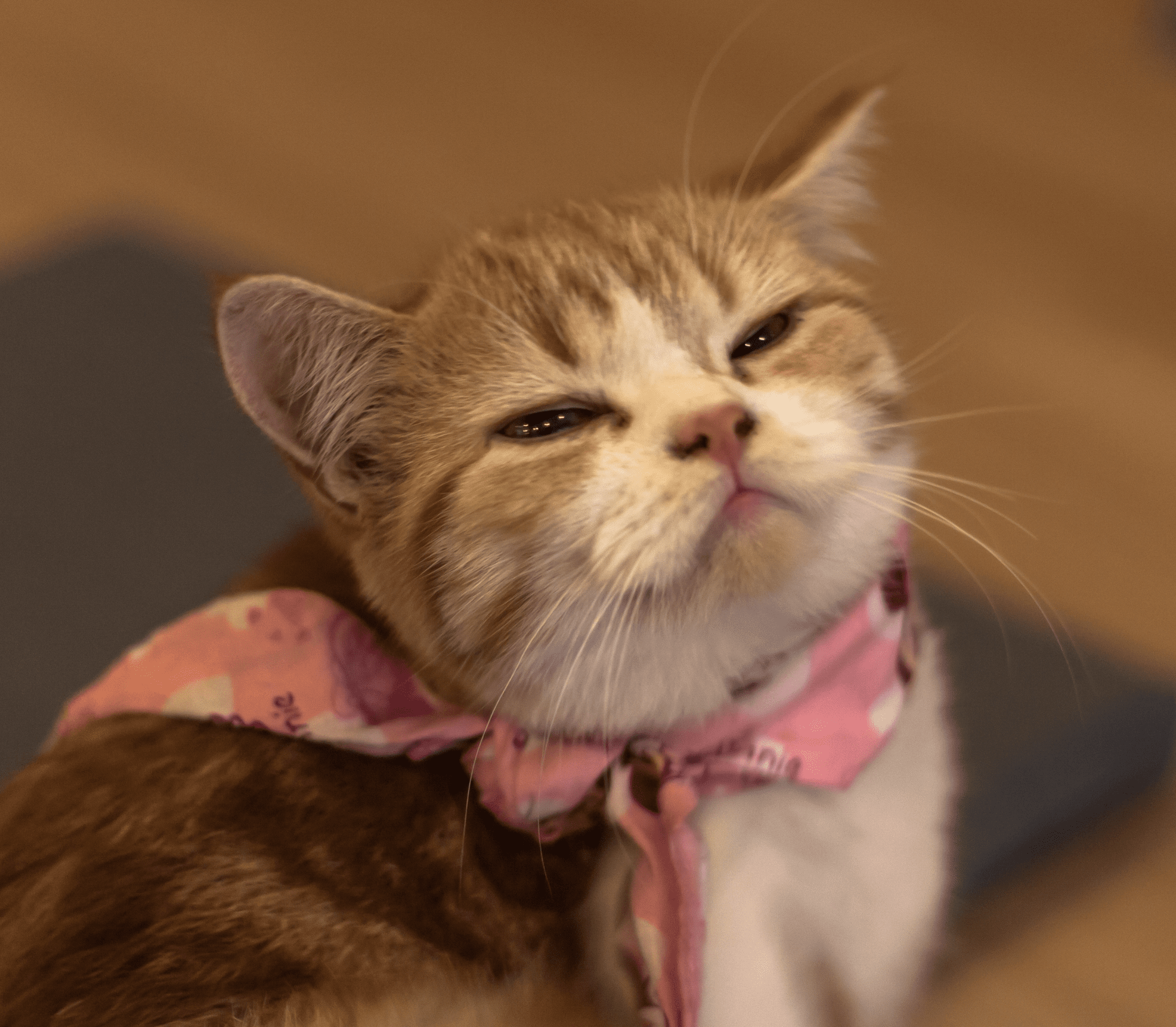 Ginger kitten with a pink neck scarf