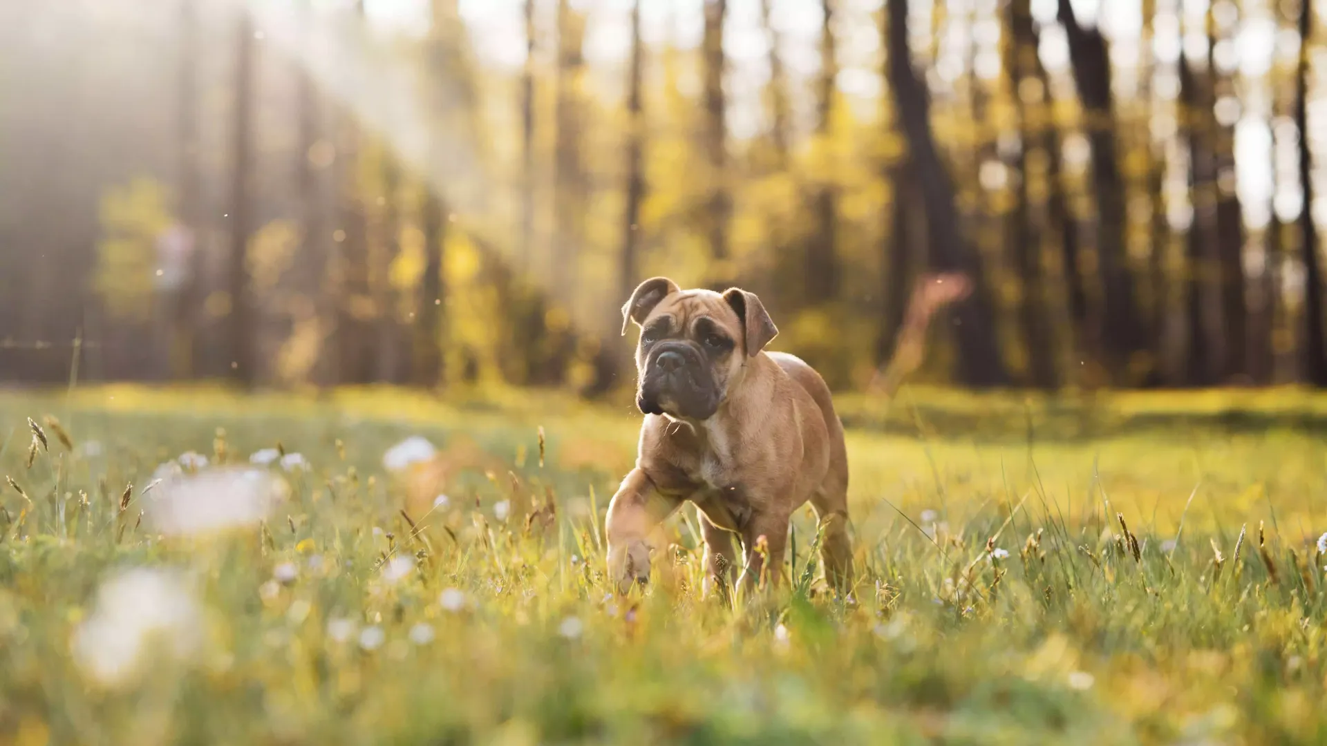 Protecting Fido From Rattlesnakes | North Star Animal Hospital