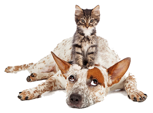 Spotted dog with striped kitten sitting on studio white backdrop.