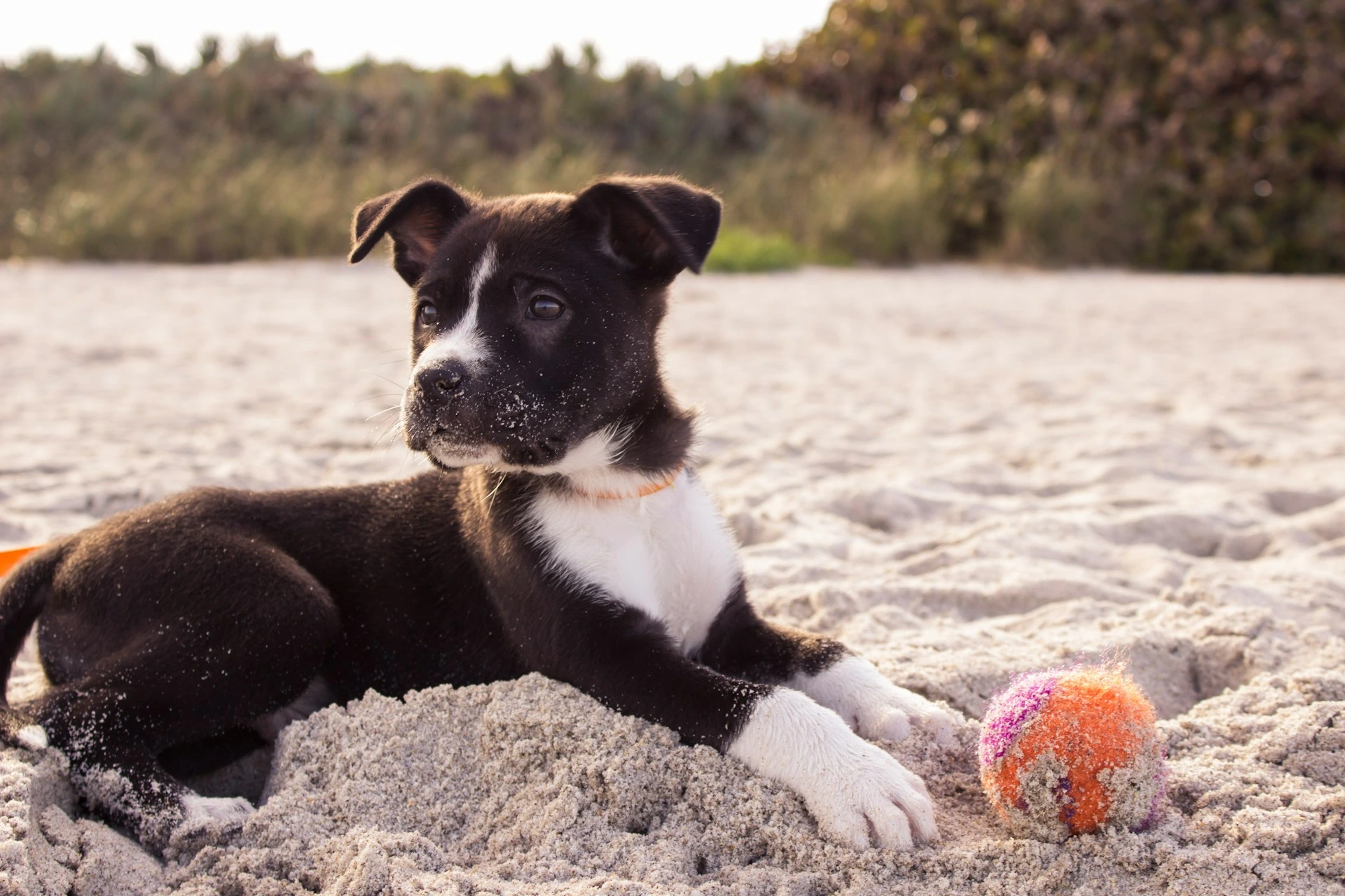 A black and white puppy lies on a sandy beach next to a ball.