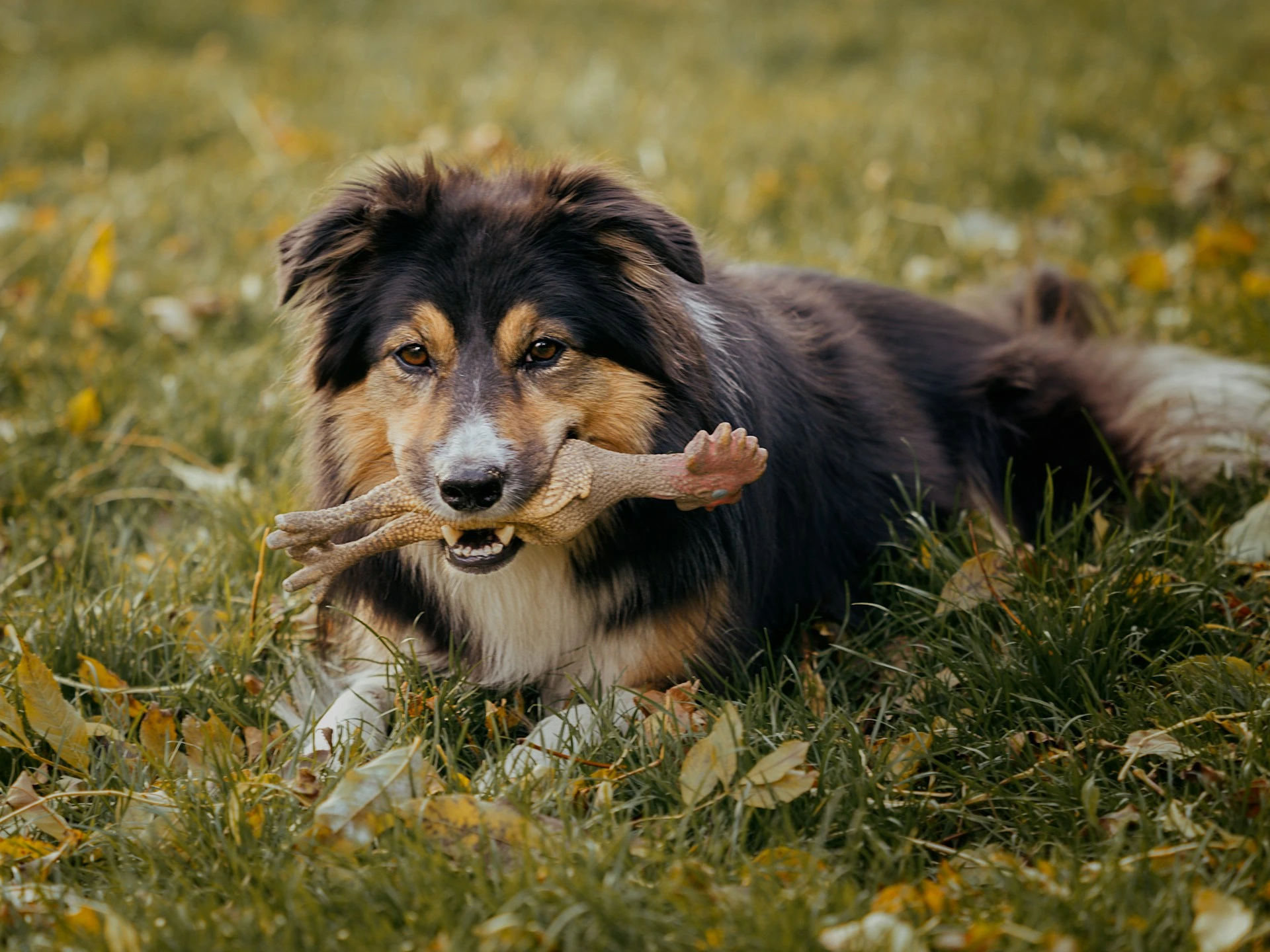 An Australian Shepherd lies in a grassy yard while holding a rubber chicken toy in its mouth.