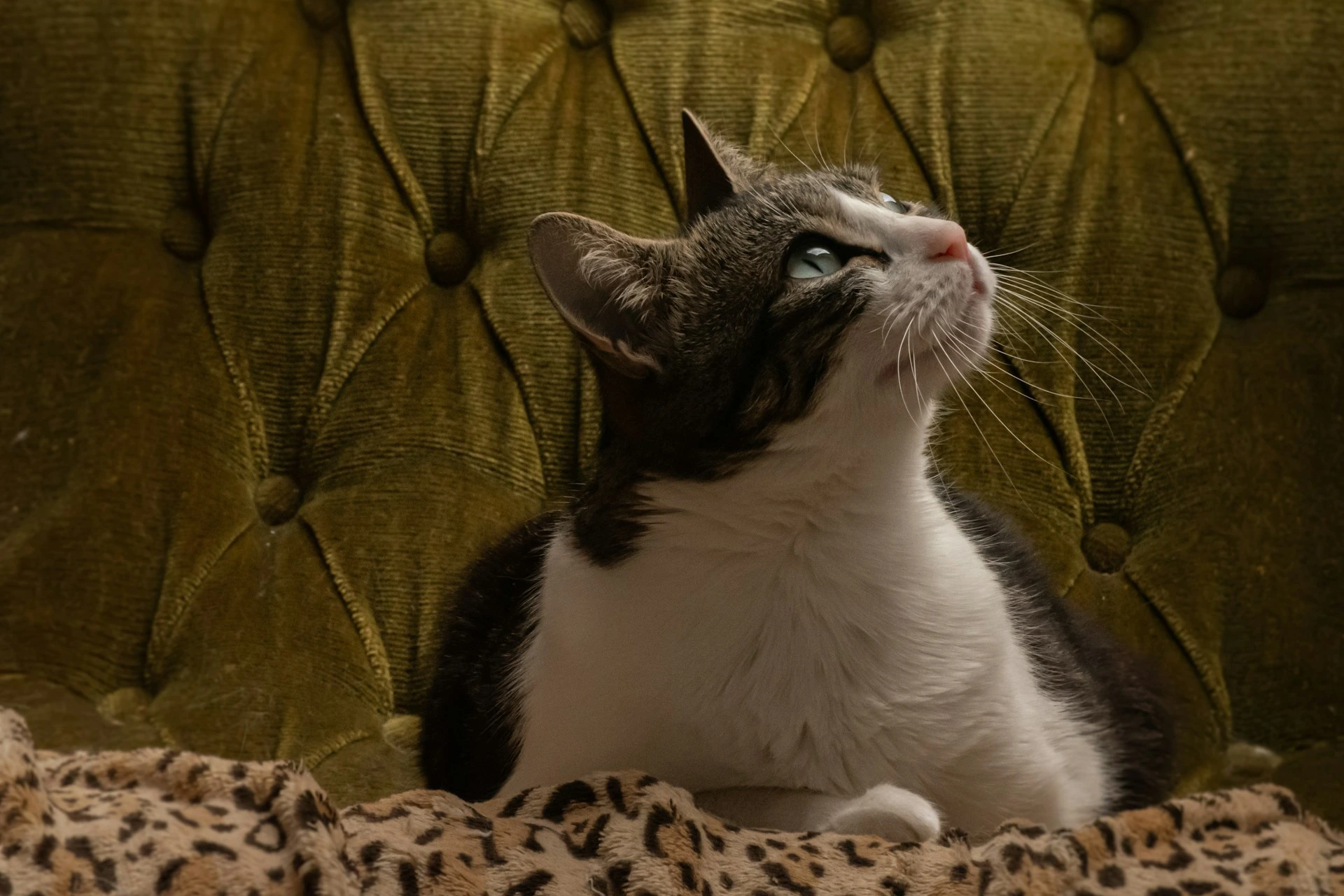 A tabby cat resting on a leopard-print blanket against a olive-green velvet background.