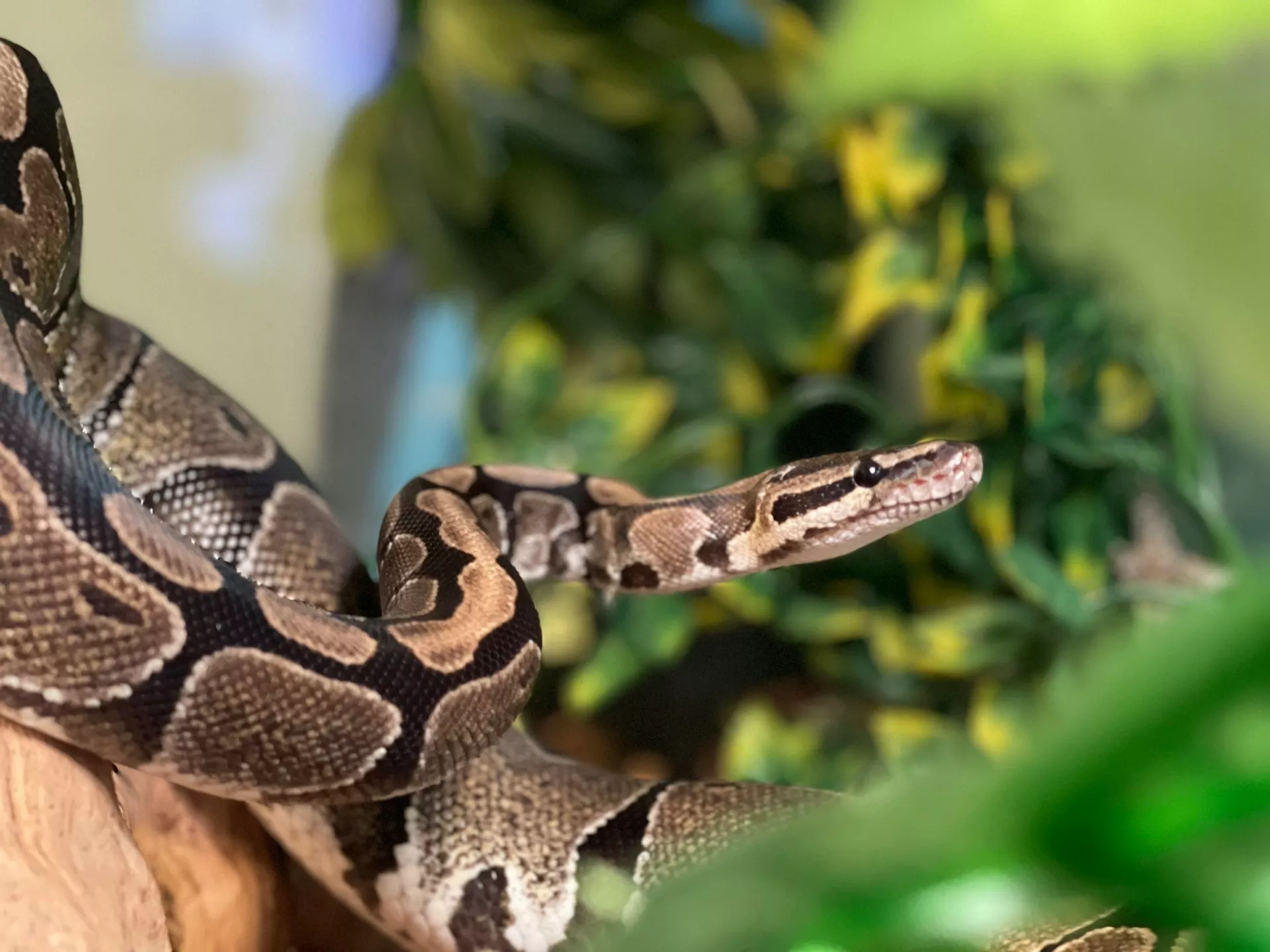 A brown and tan patterned ball python rests on a branch, surrounded by artificial green foliage.