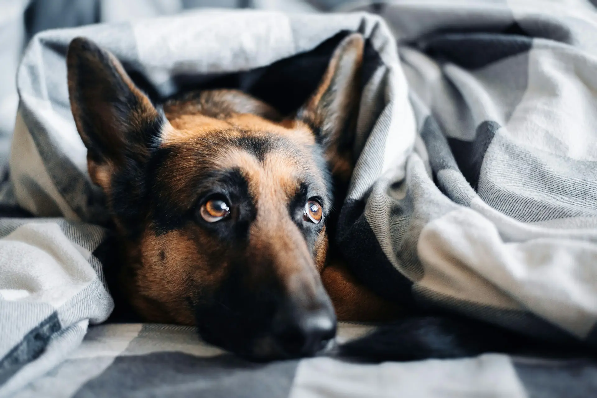 A German Shepherd under a blanket.