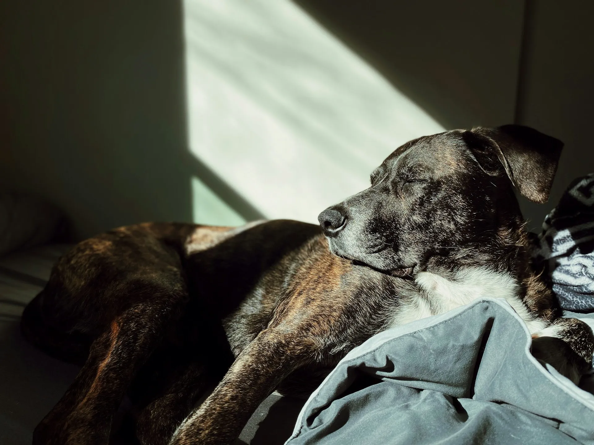 A dark brindle dog sleeps on a bed, bathed in a warm beam of sunlight.