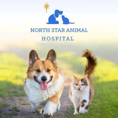 North Star Animal Hospital