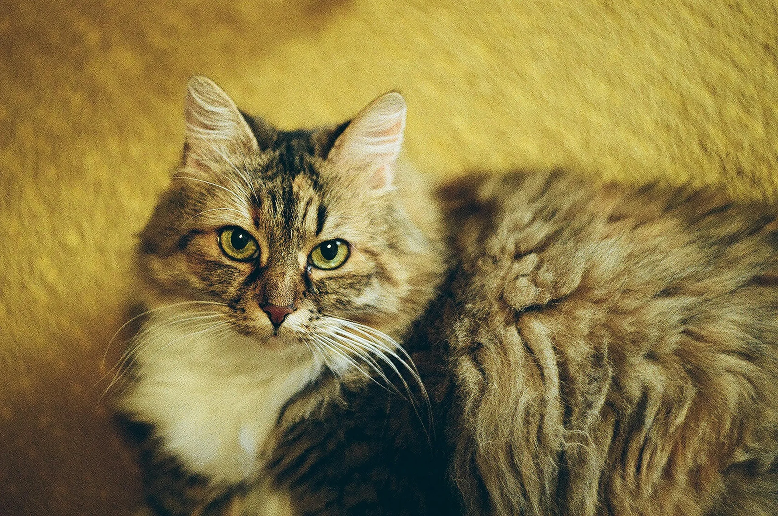 A cat rests on a textured yellow surface.