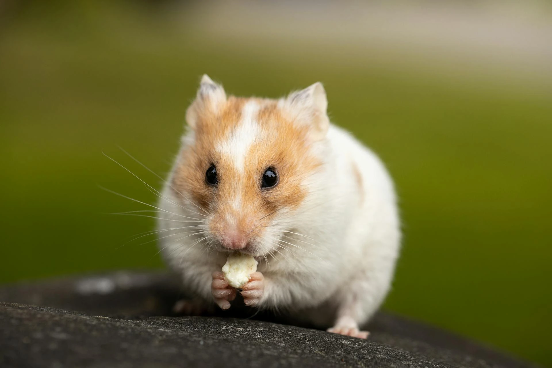 A hamster holding a small piece of food against a blurred green background.