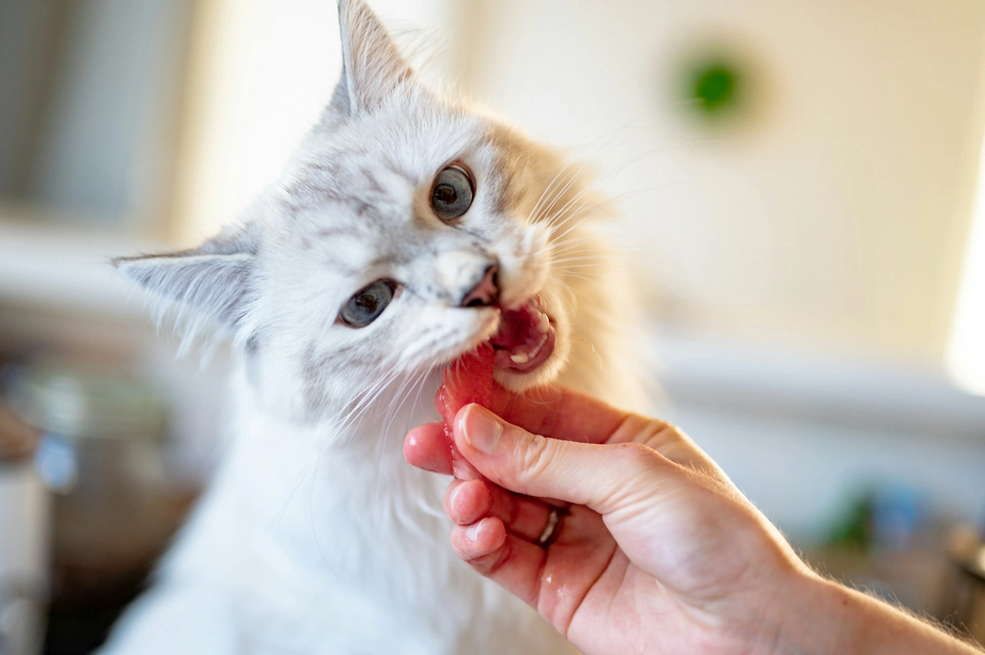 A white cat taking a bite of a piece of red watermelon held by a person.