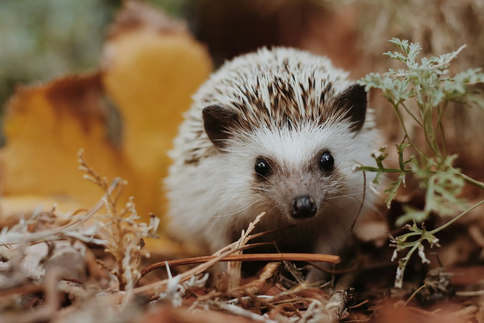 A hedgehog on a forest floor covered in dry autumn leaves and green sprigs.