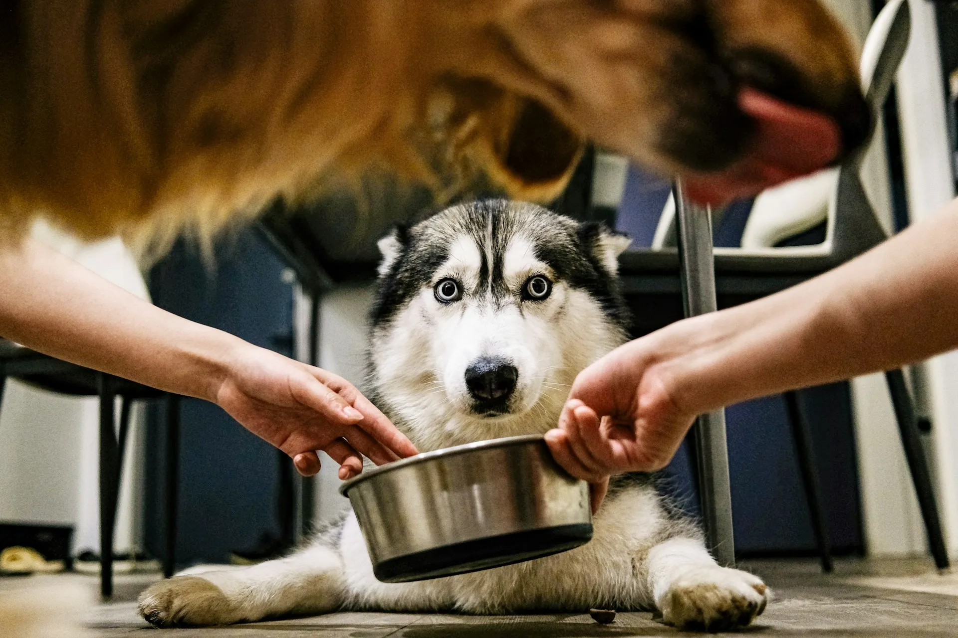 A Siberian Husky lies on the floor, looking directly at a metal food bowl in front of it while another large dog blurs into the top of the frame.