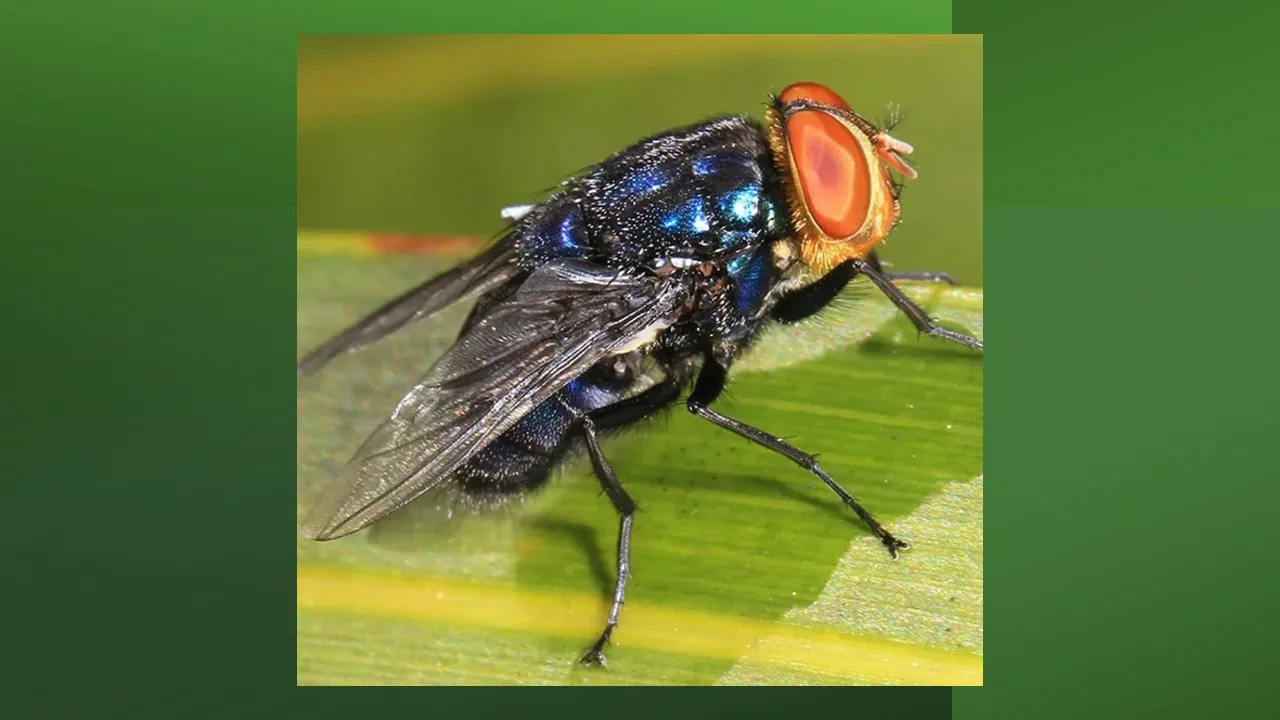 A close-up shot of a metallic blue-green fly resting on a green leaf.